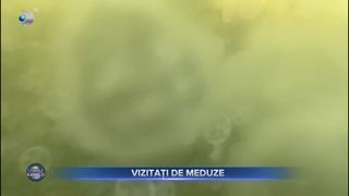 Vizitați de meduze