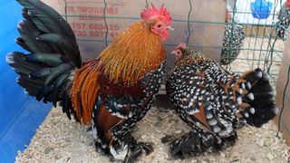 Un interlop  a fost prins la furat de păsări alături de soție și amantă