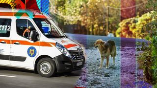 O copilă de zece ani a fost atacată și mușcată de un câine în județul Neamț. Polițiștii au deschis un dosar penal