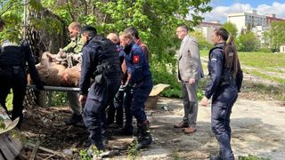 Cerb rătăcit în mijlocul Brașovului, prins și dus înapoi în pădure