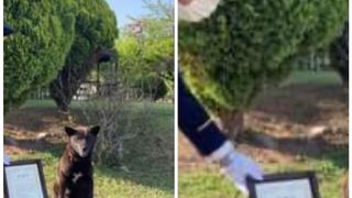 Un câine a fost aclamat ca erou pentru că a salvat viața unei persoane cu atac de cord