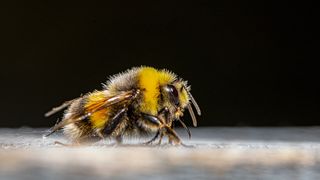 Șase persoane, inclusiv o fetiță de 8 ani, au murit după ce au fost înțepate de “albine ucigașe” 