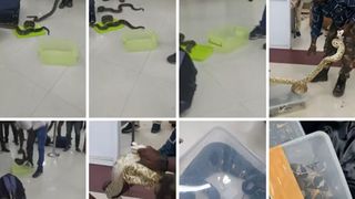 VIDEO - Imaginile zilei! O femeie s-a urcat la bordul unui avion cu 22 de șerpi