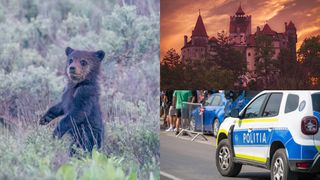 Un pui de urs, vizitatorul care le-a dat bătăi de cap autorităților &icirc;n Noaptea Muzeelor. Animalul a fost văzut la Castelul Bran