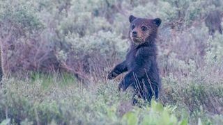 Un pui de urs, vizitatorul care le-a dat bătăi de cap autorităților în Noaptea Muzeelor. Animalul a fost văzut la Castelul Bran
