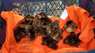 Mai mulți bobocei de rață au fost salvați de drumarii din Predeal: „Riscau să fie călcați de mașini”