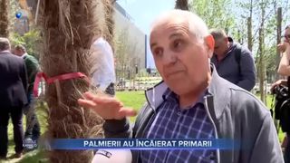 Palmierii au &icirc;ncăierat primarii