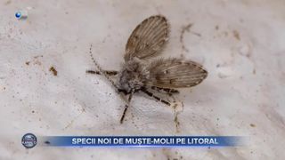 Specii noi de muște-molii pe litoral