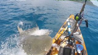 VIDEO. Momentul terifiant în care un rechin-tigru ucigaș se aruncă asupra unei bărci