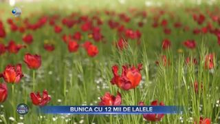 VIDEO - O bunică din Maramureș a reușit să aducă Olanda în grădina ei