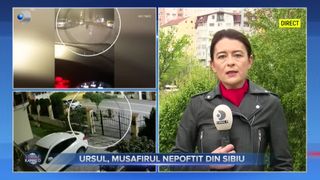 Ursul, musafirul nepoftit din Sibiu