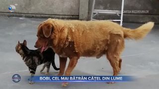 VIDEO - Bobi, cel mai bătrân cățel din lume, a intrat în Cartea Recordurilor