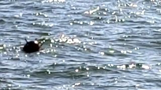 Mină marină descoperită în Marea Neagră. A fost monitorizată până când a ajuns în apele teritoriale ale Ucrainei / Marina română recomandă navelor să circule cu atenție