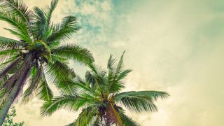 VIDEO - Scandalul palmierilor din Sectorul 3 al Capitalei continuă. Viceprimarul Lucian Judele: „A luat și mandarini, portocali, măslini”