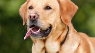 Un șofer beat, prins de autorități, și-a pus câinele la volan și s-a mutat pe scaunul din dreapta