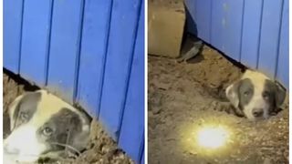 FOTO: Un cățel a fost salvat de sub dărâmăturile unei case, după tornada din Texas