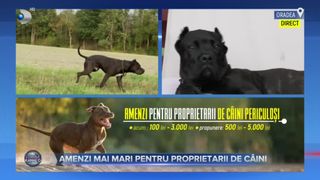 Amenzi mai mari pentru proprietarii de c&acirc;ini