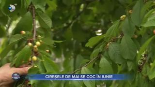VIDEO - Vremea rea din această primăvară a afectat cireșele de mai