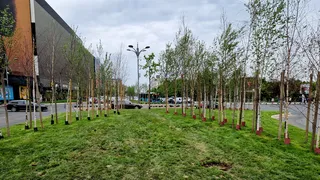 Robert Negoiță susține că mâini criminale vor să-i distrugă munca. Mai mulți copaci din Sectorul 3 ar fi fost otrăviți