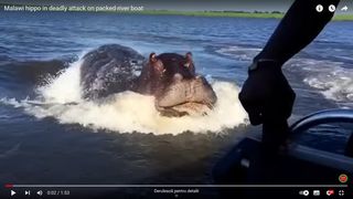 VIDEO. Un hipopotam a atacat cu furie o barcă plină cu oameni. Cel puțin 7 morți și 17 dispăruți în apele râului