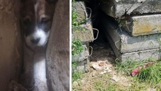 FOTO/VIDEO - Imagini emoționante! Un cățeluș a fost la un pas să moară, blocat &icirc;ntre plăci de beton, &icirc;n Constanța. El a fost salvat de pompieri