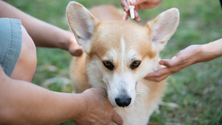 De ce și când trebuie să îți duci câinele la deparazitare
