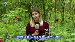 Bujorul rom&acirc;nesc, protejat prin lege