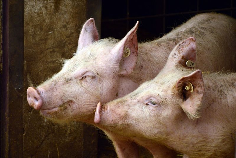 În total, ar urma să fie sacrificate 17.900 de porcine încercându-se evitarea sacrificării pentru alte câteva mii de animale, situate în altă hală.