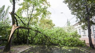 Două femei, rănite după ce un copac s-a prăbușit peste ele, pe o stradă din București
