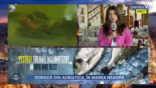 Doradă din Adriatică, &icirc;n Marea Neagră
