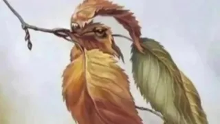 Ce vezi prima oară în această iluzie optică? Răspunsul spune ceva esențial despre personalitatea ta. Situația este cu totul diferită pentru cei care văd pasărea prima oară