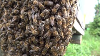 O familie a fost atacată de un roi de albine. Cum au reușit oamenii să scape