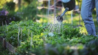 Recomandări pentru grădinarii începători - Sfaturi utile pentru amenajarea grădinii