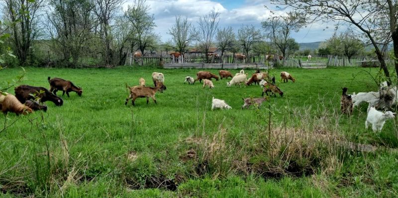 FOTO - Povestea incredibilă a unui fost polițist român, plecat la muncă în străinătate. A ales să își schimbe viața radical, înființându-și o fermă de capre în România
