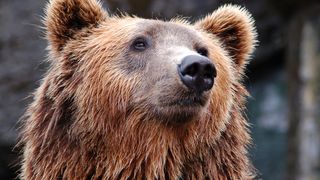 Un tânăr a fost atacat de urs la o stână din Codlea. Tatăl victimei a fost cel care a sunat la 112