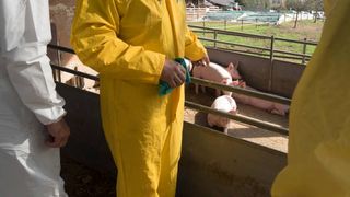 Focar de pestă porcină africană la o fermă din Satu Mare. Anunțul autorităților