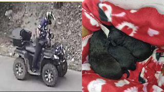 Un bărbat este căutat de oamenii legii după ce a abandonat trei pui de câine