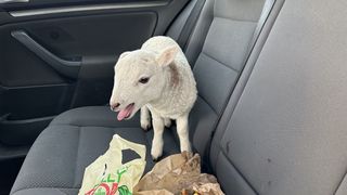 Mielul „Pablo” a fost găsit într-o mașină, alături de droguri în valoare de 10.000 de lire sterline și o pungă de chipsuri