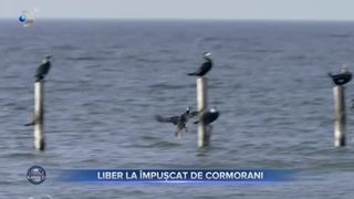 Liber la &icirc;mpușcat de cormorani
