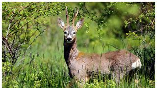 O vânătoare ilegală s-a încheiat cu moartea unui braconier