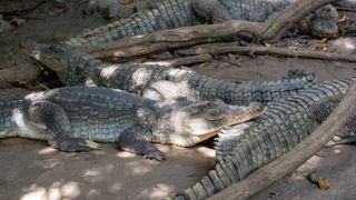 Incident cutremurător la o grădină zoologică! Un bărbat a fost ucis de aproape 40 de crocodili
