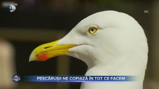 Pescărușii ne copiază &icirc;n tot ce facem