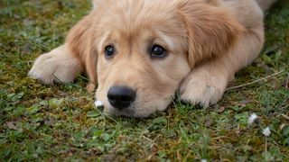 Un bărbat din Botoșani este acuzat că tăia ilegal cozile și urechile câinilor. La locuința sa sunt efectuate percheziții