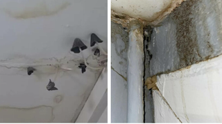 Reacția unei femei după ce a văzut ce crește pe tavanul locuinței sale. ,,Nu mă mai simt în siguranță''