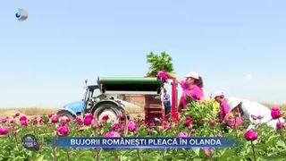 Bujorii rom&acirc;nești pleacă &icirc;n Olanda