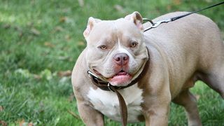 VIDEO - Copil de 12 ani, atacat de un Amstaff