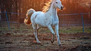 Un tânăr de 23 de ani a fost mușcat de cal. A fost necesară intervenția elicopterului SMURD