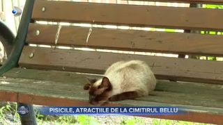 Pisicile, atracțiile de la Cimitirul Bellu