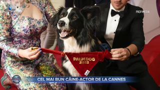 Cel mai bun c&acirc;ine-actor de la Cannes