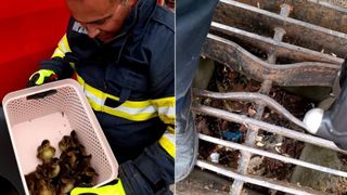 Zece boboci de raţă, blocaţi într-o canalizare, au fost salvaţi de pompierii ISU Constanţa